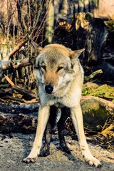 Gray wolf and the look of his yellow eyes. 