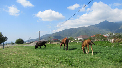 Naklejka na ściany i meble One mother horse with his foal and one calf on the green grass in a village