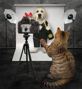 A cat photographer takes a photo of a dog in a black suit with flowers and wine in its photo studio.