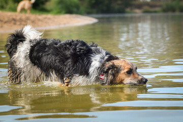 Bohemian Spotted Dog is catching the water. She is really good swimmer. She is waiting for her toy.
