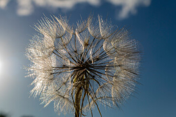 Macrophotography of a dandelion in the nature with blue sky.