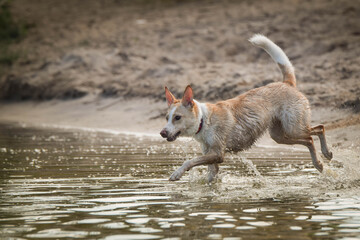 yellow mix breed dog is running in the water. She is really good swimmer.