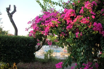 Blossoming tree in Kos Island, Greece