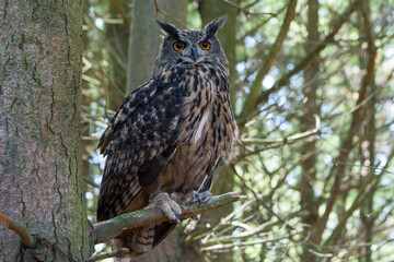 Grey Owl in Tree