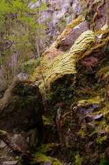Forêt au printemps, Patagonie, Chili
