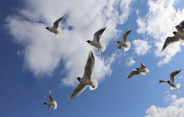 Seagulls on a background of sky with clouds 