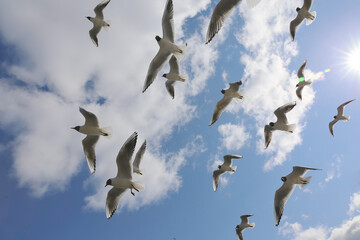 Seagulls on a background of sky with clouds 
