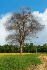 Obraz premium dead trees stood in the middle of the field with bright skies.
