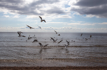 Seagulls fly over the Gulf of Finland. 
Birds on the background of the sky and waves