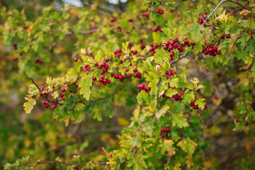 Clusters of red berries (haws) against the yellowing leaves of a tree (Hawthorn) 