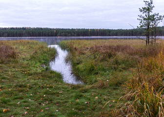 in the background a small bog lake in the early autumn morning, fog on the surface of the lake, dry...