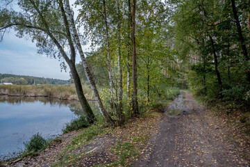 Forest road along the lake