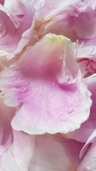 Close up of pink peony flower petals
