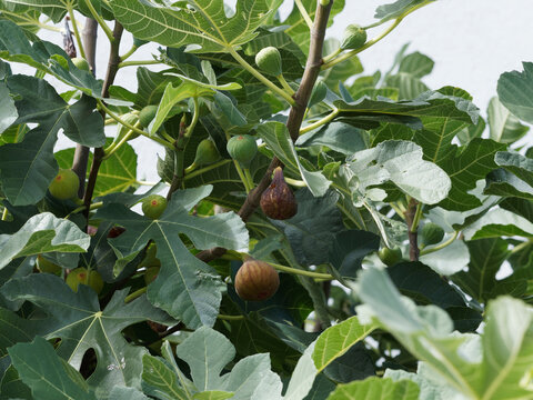 (Ficus carica) Echte Feige mit Reife Fr&uuml;chte mit gelbe Herbsbl&auml;tter