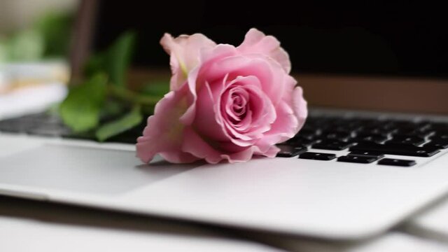 Romantic pink rose on laptop keyboard. Concept of online dating, office romance or long-distance relationship with a romantic fresh rose flower on laptop keyboard.