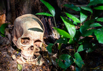  human skull is drowning in the forest.
