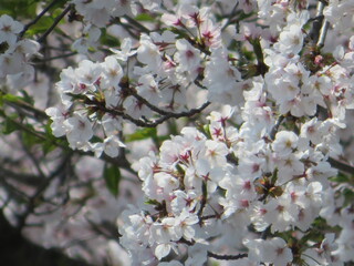 周南市役所通の桜