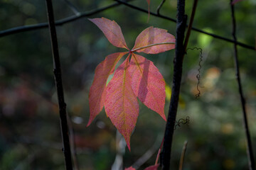 The glare of the sun shines through the leaves of the tree.