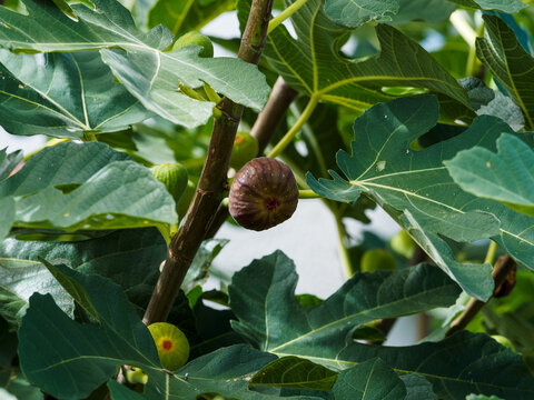 (Ficus carica) Echte Feige mit Reife Fr&uuml;chte mit gelbe Herbsbl&auml;tter