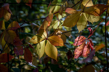 The glare of the sun shines through the leaves of the tree.