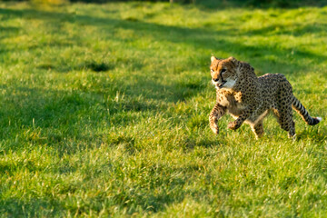 portrait leopard running in the grass