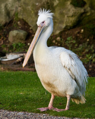 pelican on the grass