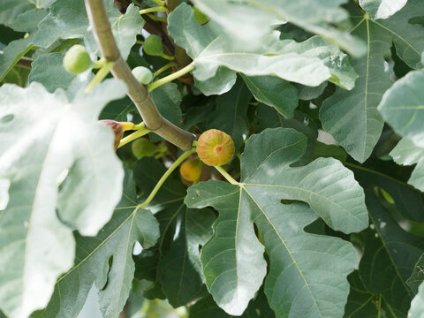 Ficus carica oder Echte Feige mit unreife Fr&uuml;chte zwischen gro&szlig;e gr&uuml;ne Bl&auml;tter