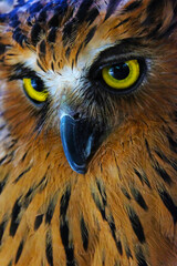 close up of an eye of an owl