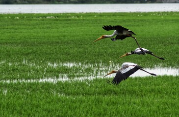 Saddle-billed stork flying