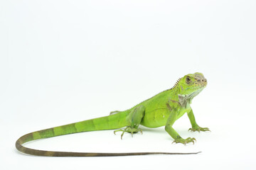 A young green iguana (Iguana iguana) is sunbathing before starting its daily activities.