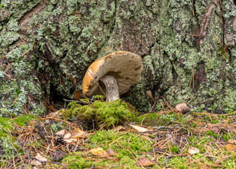 autumn landscape in the forest, mushroom on the background of forest vegetation, autumn time