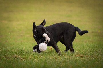 Black dog is running in nature with her toy. She is so cute dog.