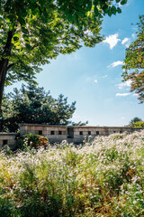 Naklejka premium Namsan Park. Wild flower field with green trees in Seoul, Korea