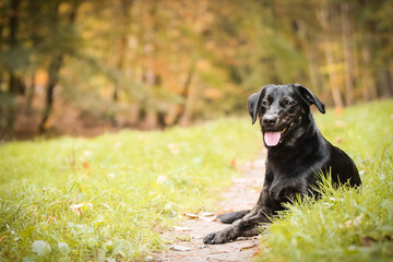 Black dog is lying in nature around are leaves. She is so cute dog.