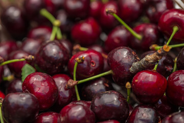 Cerises