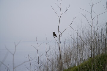A seagull bird on the Pacific coast thinks about fish ...