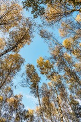 The tops of white birches in the forest in autumn in the rays of the setting sun against the blue sky.