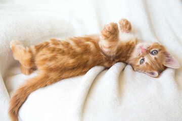 Chaton