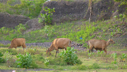 Cows are in the grass field