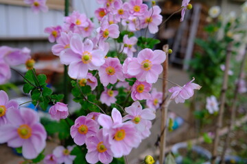 秋のピンク色の花