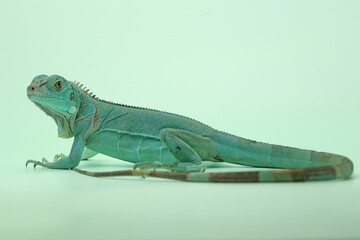 A blue iguana (Iguana iguana) with an elegant pose.