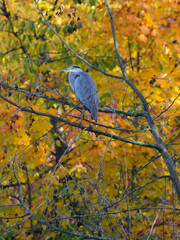 Reiher im Herbstlaub