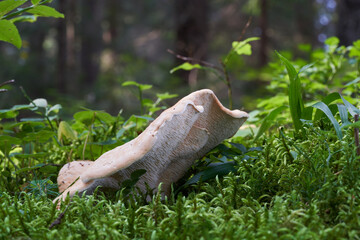 Edible mushroom Hydnum repandum in the spruce forest. Known as Wood Hedgehog. Wild mushroom growing in the moss.