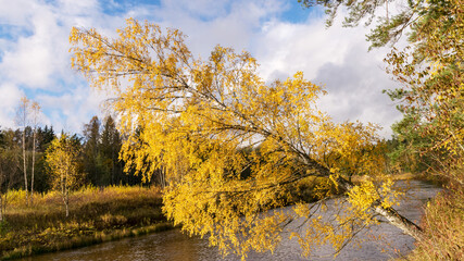 Naklejka na ściany i meble autumn landscape with yellow birch, tree bent over the river