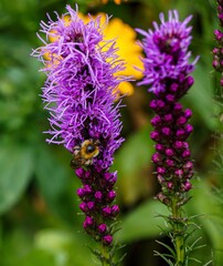 bee on a flower