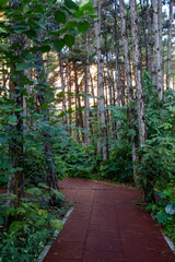 Front view walking path in forest