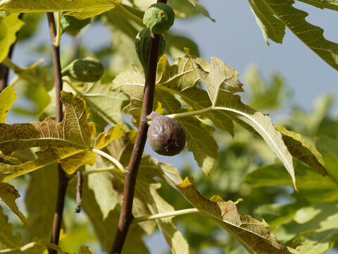 Einer reifen Feige, die an einem Zweig mit mit herbstfarbenem Laub h&auml;ngt