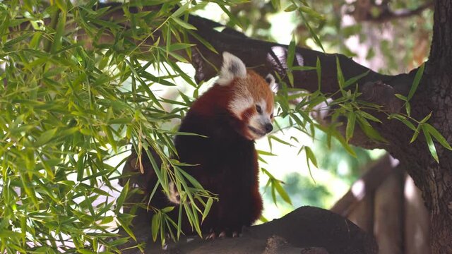 red panda sitting on a tree and eating leaves