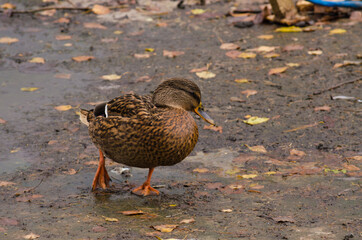 Brown duck close - up on a cloudy day