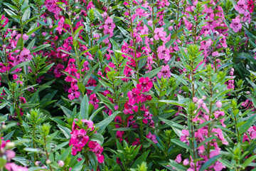 Impatiens balsamina L. is called Garden Balsam.